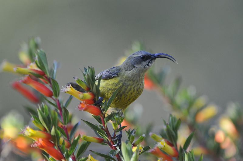 206_120118.JPG - Marico Sunbird?