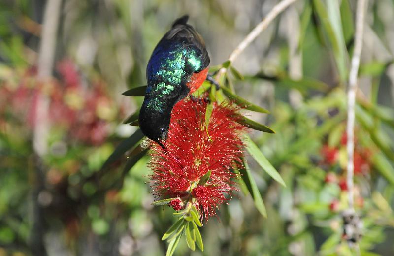 207_120118.JPG - Beautiful Sunbird